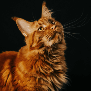 MAINCOON